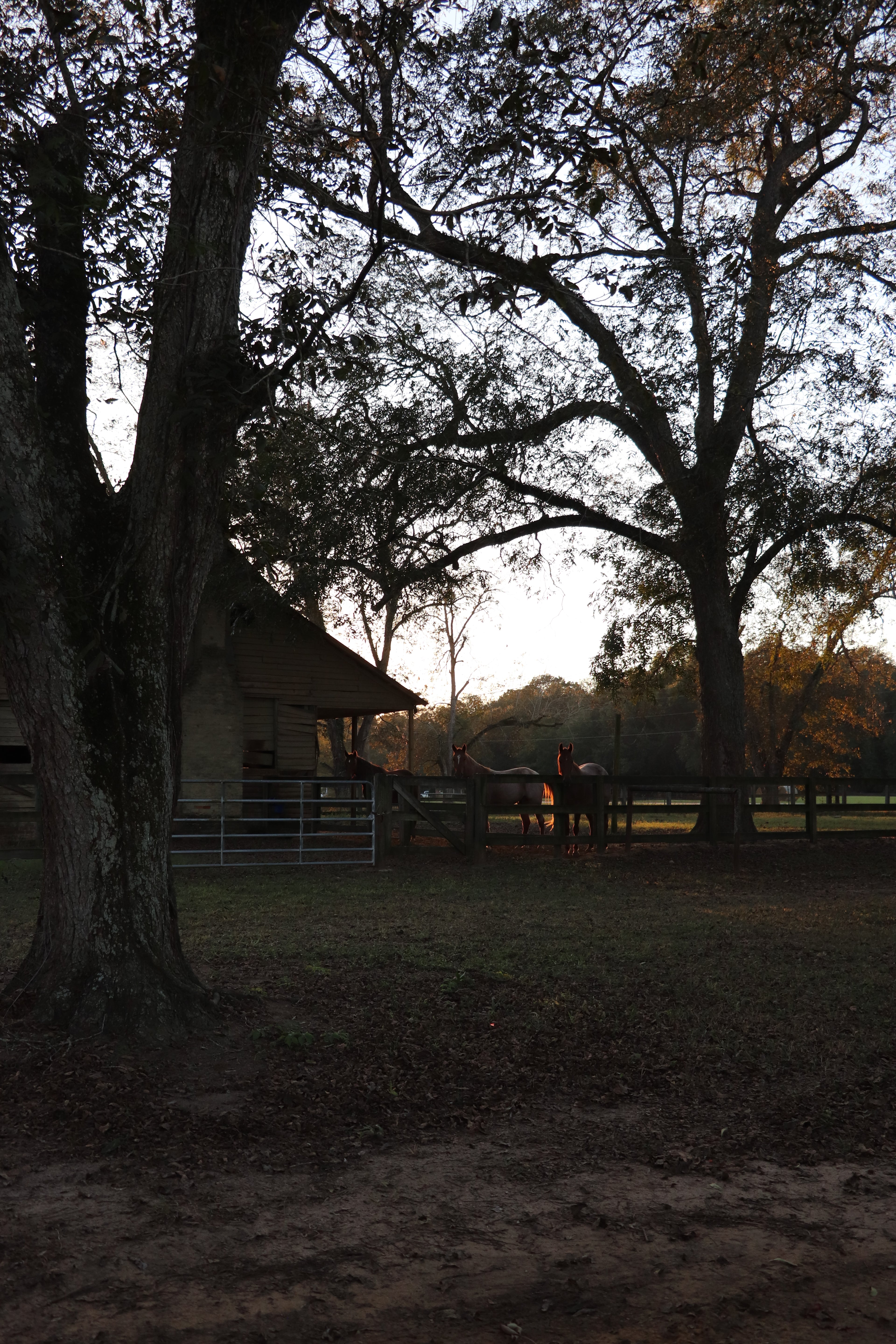 Homegrown Collection