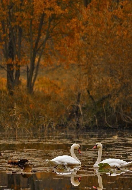 The Thanksgiving Edit